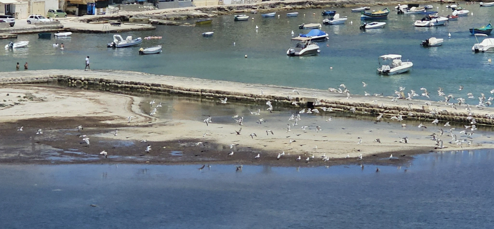 Resting seagulls frightened off