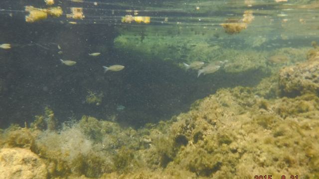 Marine environment
