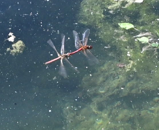 Dragonflies mating on the wing.