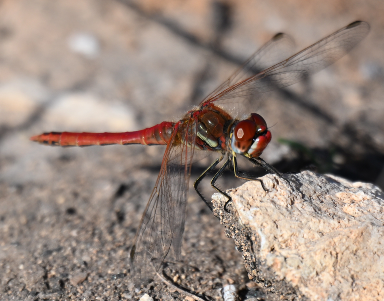 Scarlet Darter Dragonfly