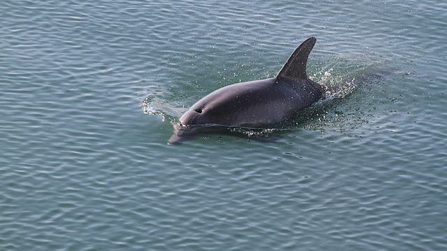 In the past Malta Marine Park Faced Calls for Closure Amid Tragic Dolphin Deaths and Facility Concerns. Has anything changed?