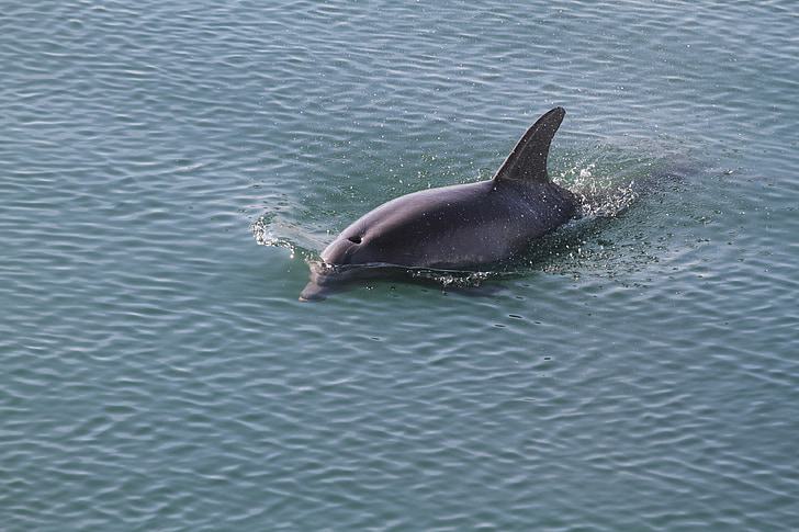 royalty free dolphine image