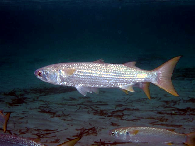 Mullet Fish