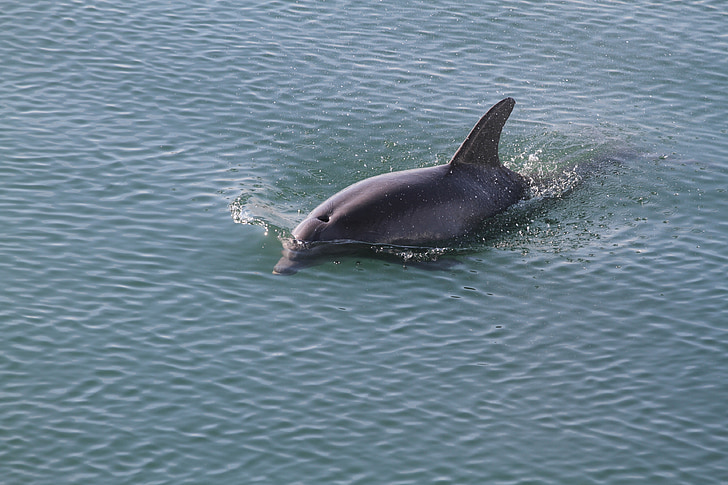 In the past Malta Marine Park Faced Calls for Closure Amid Tragic Dolphin Deaths and Facility Concerns. Has anything changed?